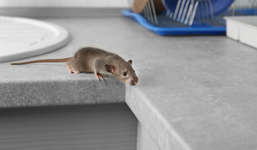 A Mouse on a Kitchen Top