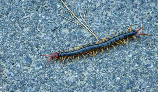 A centipede crawling on the ground