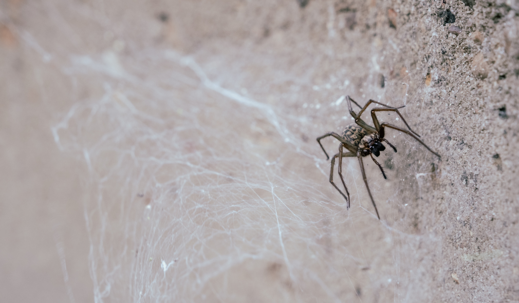 A house spider waiting for a fly