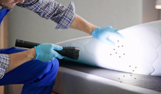 Bed Bug Infestation And Treatment Service
