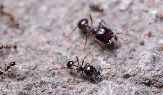 Big-Headed Ants