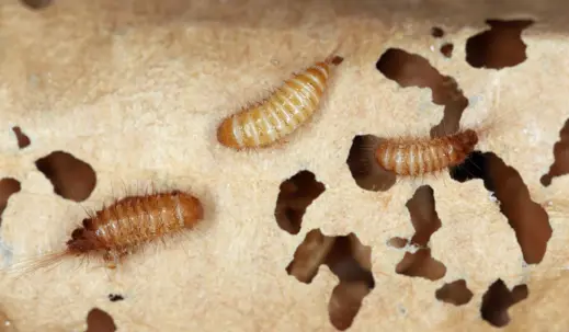 Carpet Beetle Larvae
