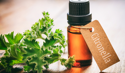 citronella oil