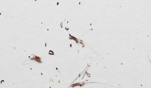 Close-up of carpet beetle larvae