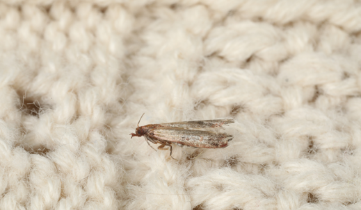Clothes Moths
