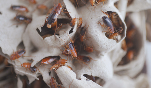 cockroach infestation at home