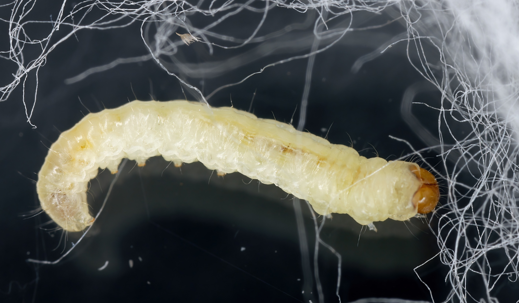 Common clothes moth webbing