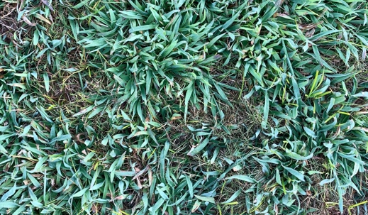 crabgrass