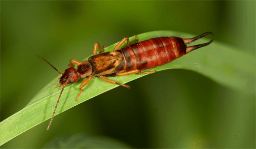 earwig