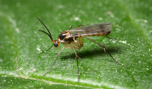 fungus gnat