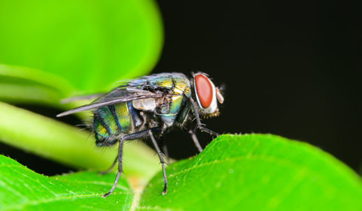 green bottle fly