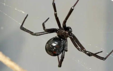 black widow spider