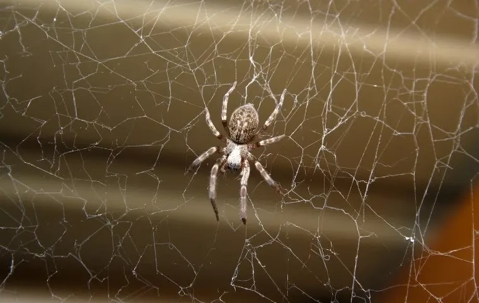 Spider building a web