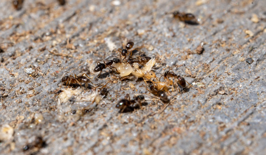Odorous House Ants