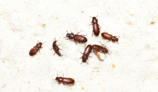 pantry pest
