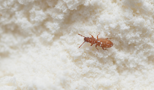 Red insect weevil appeared in flour