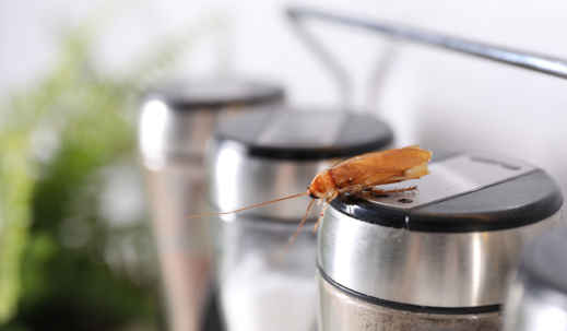 Roaches in Appliances