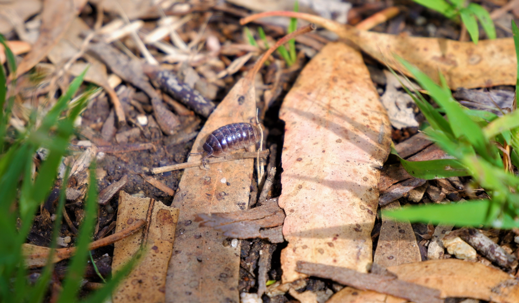 roly poly
