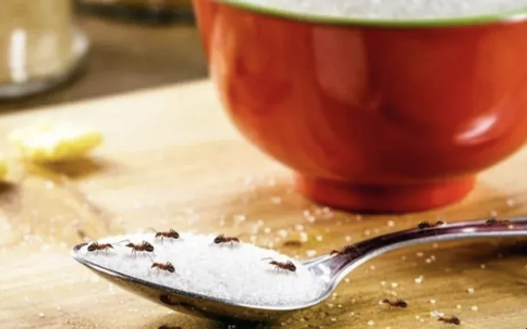 ants on kitchen counter