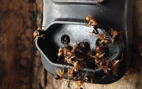 ants on an outlet