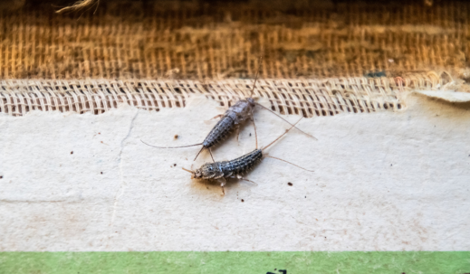 Silverfish in closet