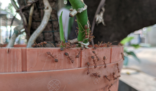 Swarming red ants | at the pot