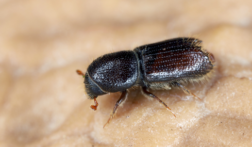 Wood boring beetle
