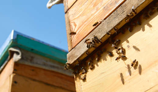 Wooden beehive and bees