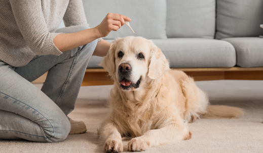spot-on flea medication