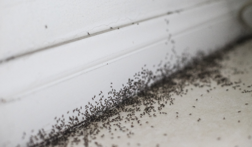 ants in room