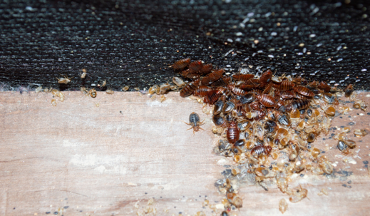 bed bug on used furniture