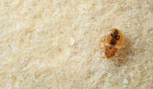 bed bug