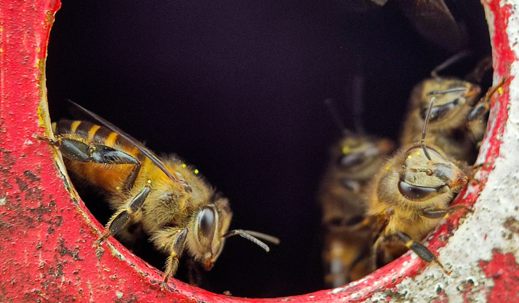 bee on outdoor trashcan