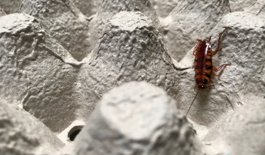 brownbanded cockroach