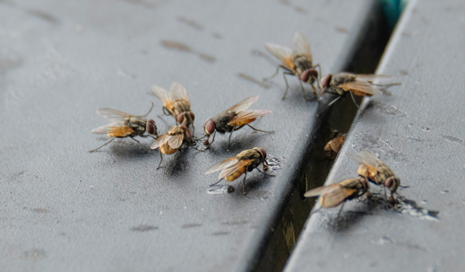 bunch of flies at home