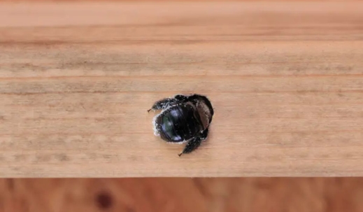 Carpenter Bee Drilling