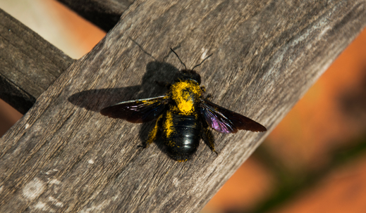 carpenter bee sits on a wooden garden chair