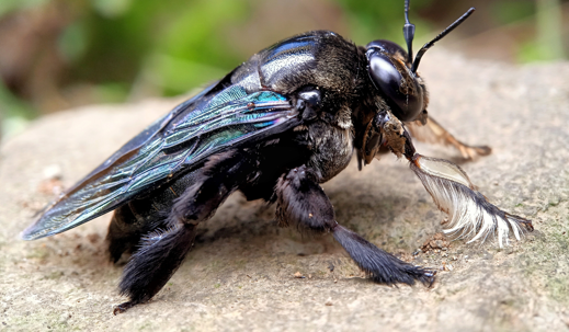 carpenter bee
