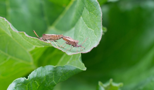 multipying chinch bug