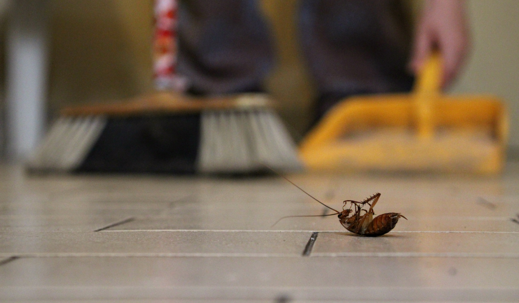cockroach control