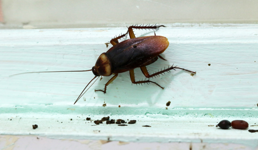 Cockroach Droppings