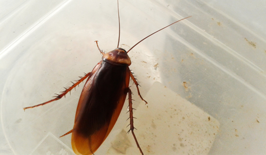 cockroach