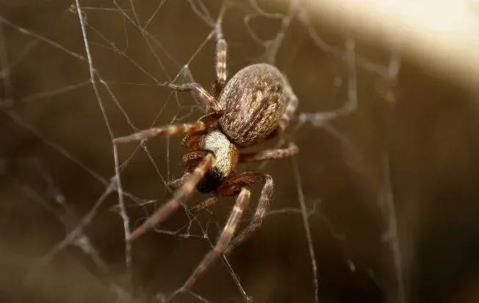 common house spider