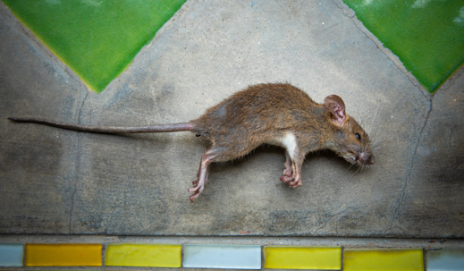 dead rat on cement floor