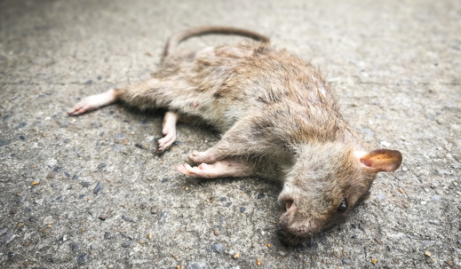 dead rat