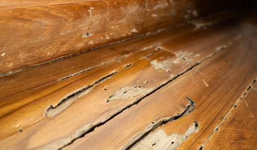drywood termites infest and feed on wood