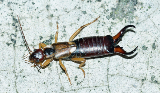 earwigs in bathroom
