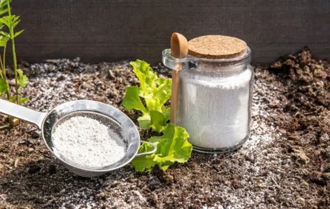 Diatomaceous earth