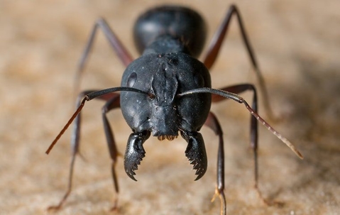 Big-headed ant