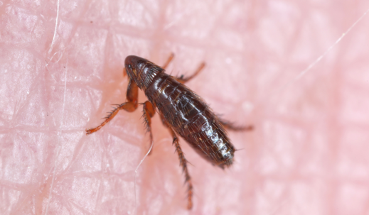 flea feeds on human skin